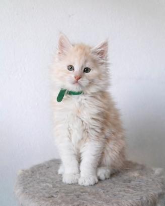 Maine coon cuccioli con pedigree