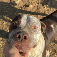 Cane Pitbull