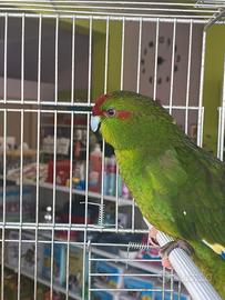Kakariki