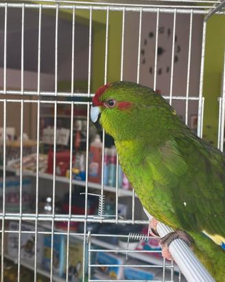 Kakariki