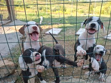 Pitbull