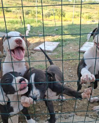 Pitbull