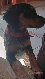 Cuccioli Breton