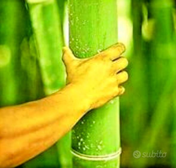 Phyllostachys Bissetii BAMBU - Gusto Italiano | Alimentari & Specialità - Foto 5