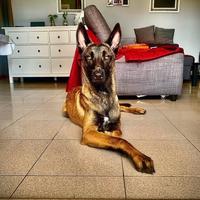 Malinois per monta