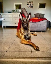 Malinois per monta