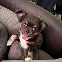 Cuccioli di Chihuahua
