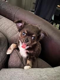 Cuccioli di Chihuahua