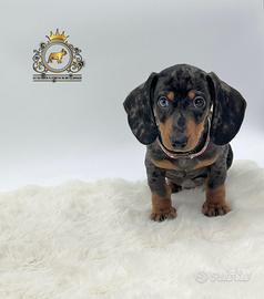 Esclusiva femminuccia bassotto arlecchino silver