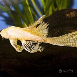Coppia Ancistrus longfin gold