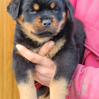 Rottweiler