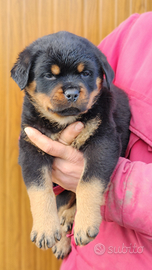 Rottweiler