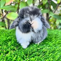 Mini Lop Ariete Nano