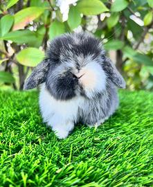 Mini Lop Ariete Nano