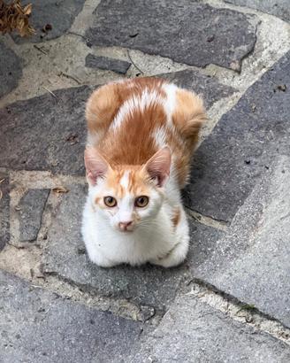 Gatti amorevoli, Rovigo e dintorni
