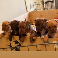 Cuccioli di Pitbull red nose