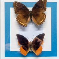 Quadro Tassidermia Farfalle 