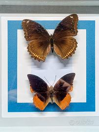 Quadro Tassidermia Farfalle 