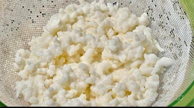 servizio piatti kefir 