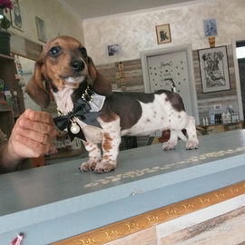 Bassotto piebald.cuccioli