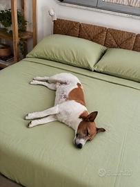 Jack Russell per accoppiamento (no pedegree)