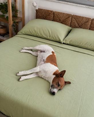 Jack Russell per accoppiamento (no pedegree)