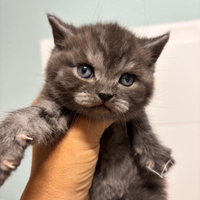 British shorthair black smoke