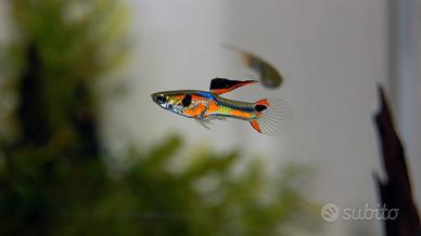 Caridine piante e non solo