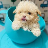 Maltipoo maschietto