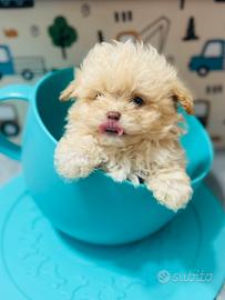 Maltipoo maschietto