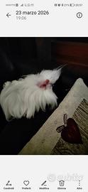 Cavia del Perù