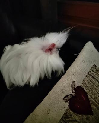 Cavia del Perù