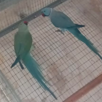 Parrocchetti e inseparabili pappagalli