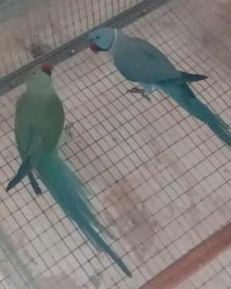 Parrocchetti e inseparabili pappagalli