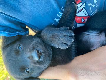 Cucciola di Labrador Retriever nera