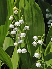 rizomi di mughetti convallaria majalis