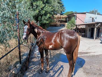 Puledro paint
