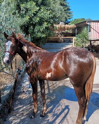 Puledro paint
