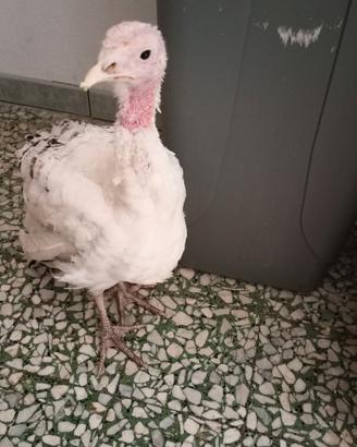 Tacchino adulti e un piccolo