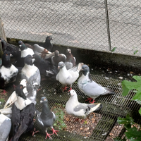 Galline