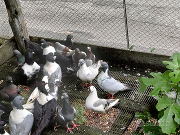 Galline