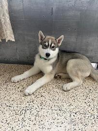 Husky siberiano cucciolo