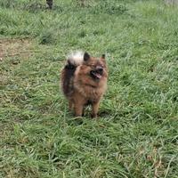 Cuccioli volpino italiano