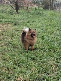 Cuccioli volpino italiano