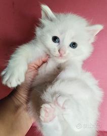 Cucciolo maschio simil siberiano