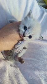 siberiano /exotic shorthair 