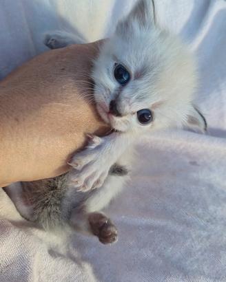 siberiano /exotic shorthair 