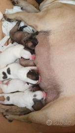 Cuccioli di bulldog francese