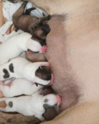 Cuccioli di bulldog francese