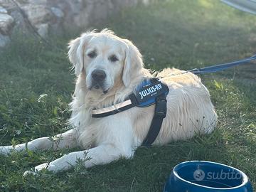 Golden Retriever per monta